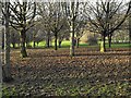 Looking through a small plantation in Dolerw Park