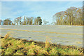 Potato field at Balruddery