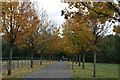 TQ4281 : Autumn colours, Beckton Park by N Chadwick