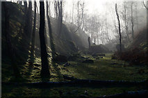 SK2479 : Mist in the woods at Bole Hill by Andy Stephenson