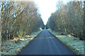NO6467 : Minor road through Inverury Wood by Steven Brown