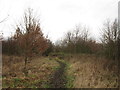 The Community Woodland on Noddle Hill Way, Hull