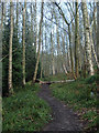 SK2666 : Woodland footpath by Andrew Hill