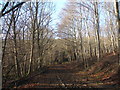 Bridleway in Ragdale Plantation