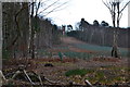 Tower seen through trees