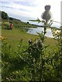 Thistle At Forfar Loch