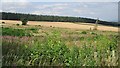 Felled woodland, Ulston Moor