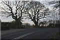 Trees on a bend in Dawsons Lane