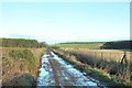 Minor road near Muir of Barras