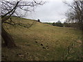 Grazing near Thorpe Beck