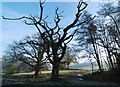 Old tree near Knotmoor Plantation