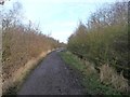 SE3716 : Main path round Anglers Country Park by Christine Johnstone