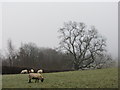 Fields near Willersey