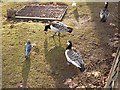 TQ2979 : Barnacle geese in St James's Park by Oliver Dixon