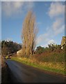 Lane past Priory Farm