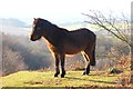 SJ4952 : Welsh Mountain Pony on Bickerton Hill by Jeff Buck