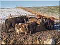 Highland cattle and calves at Leystone farm