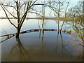 SO8428 : Inundated pond on Tirley Marsh, 1 by Jonathan Billinger