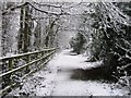 Snowy pathway