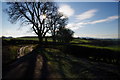 Oaks on Corse Hill