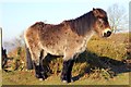 SJ4952 : Welsh Mountain Pony on Bickerton Hill by Jeff Buck