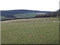 SS9539 : Sheep pasture, near Allercott by Roger Cornfoot
