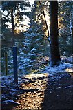 NT2841 : January sunlight, Glentress by Jim Barton