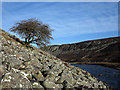 NY8328 : Lone hawthorn on boulderfield beside River Tees by Trevor Littlewood