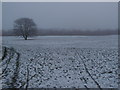 A wintery outlook near Twywell