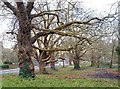 Plane trees on the edge of Putney Heath