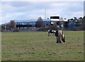 Grazing horses at Leicester Frith