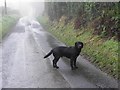 A friendly dog, Tattysallagh