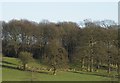 Deer at Wentworth Woodhouse, Wentworth, near Rotherham