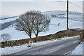 Snow around Pisgah