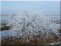 TL5189 : Bush transformed by hoar frost - The Ouse Washes south of Welney by Richard Humphrey