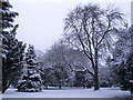 Snow-laden trees in the Pleasaunce