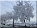 TF4701 : White silver birches on March Riverside by Richard Humphrey