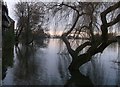 Flooded Thames Path, Mortlake