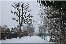 TQ2995 : Main Path, Oakwood Park, London N14 by Christine Matthews