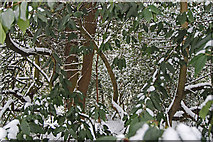 TQ2995 : Snow in Woodland, Oakwood Park, London N14 by Christine Matthews