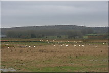 TR0664 : Sheep on the Graveney Marshes by N Chadwick