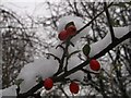 Berries and snow, Gillingham