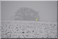 Mid Devon : Snowy Field