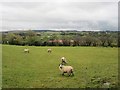 Sheep, Moorfields