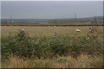 TR0664 : Sheep, Graveney Marshes by N Chadwick