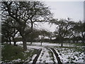 Orchard in the winter