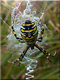 SY9787 : Female wasp spider (Argiope bruennichi) by Phil Champion