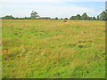 Meadow near Thorney Hall