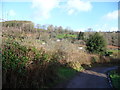 Scene above the Cas-troggi Brook valley