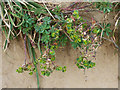 SY8080 : Portland spurge (Euphorbia portlandica) by Phil Champion